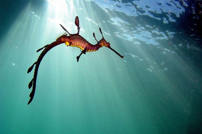 sea dragon