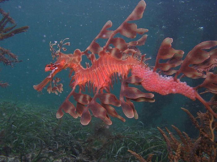 sea dragon