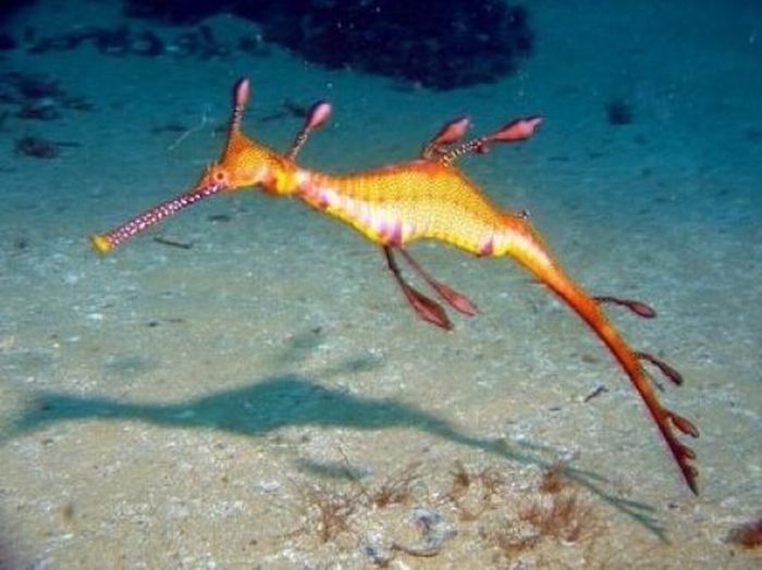 sea dragon