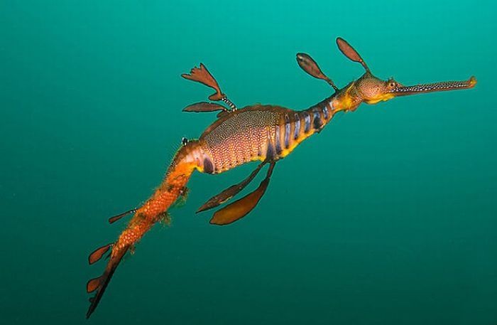 sea dragon