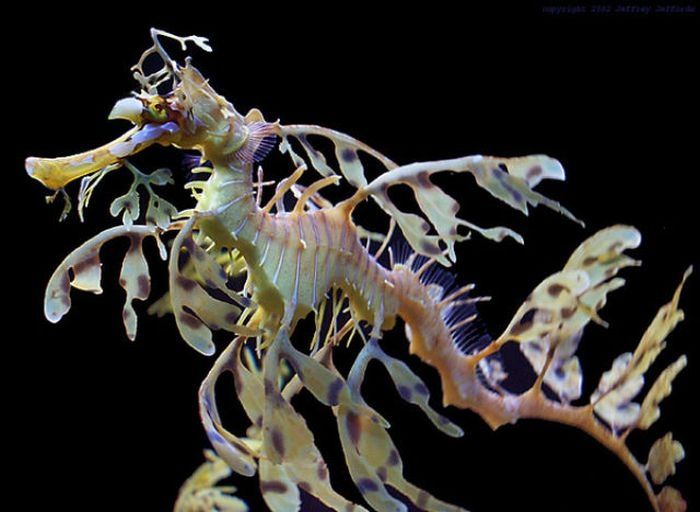 sea dragon