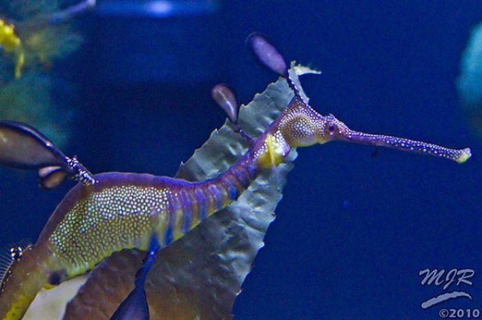 sea dragon