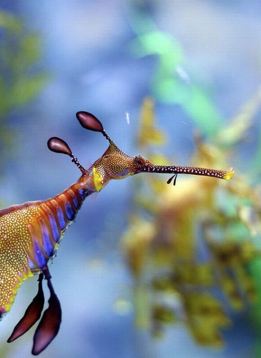 sea dragon