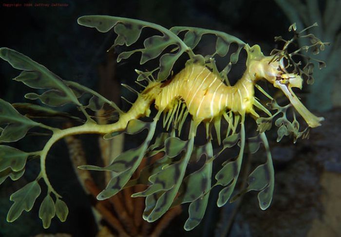 sea dragon