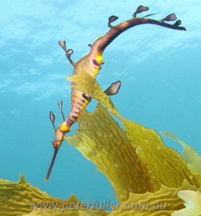 sea dragon