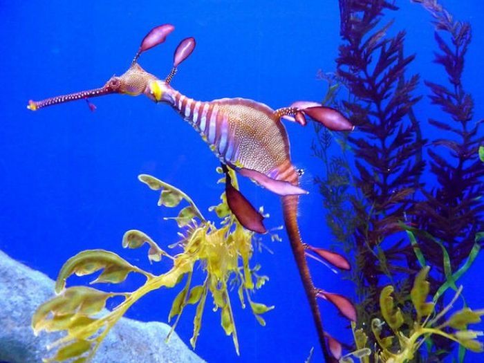 sea dragon