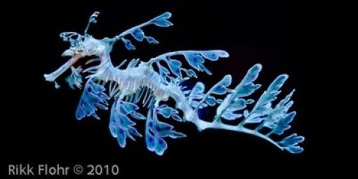 sea dragon