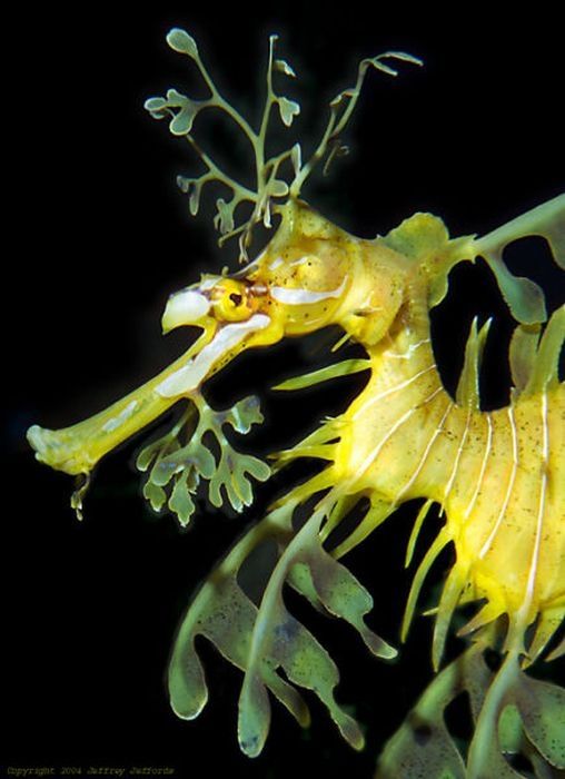 sea dragon