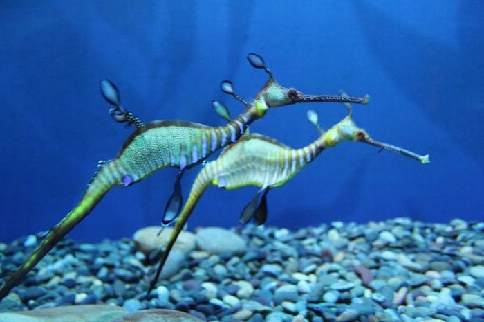 sea dragon