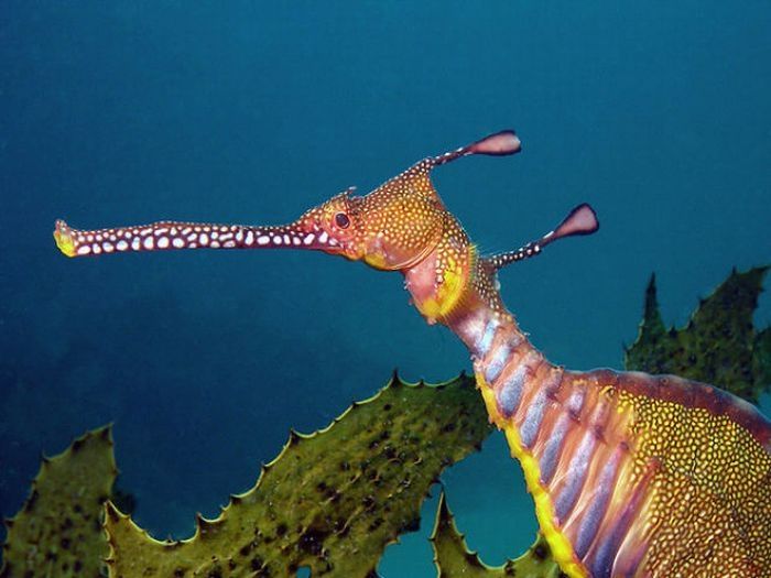 sea dragon