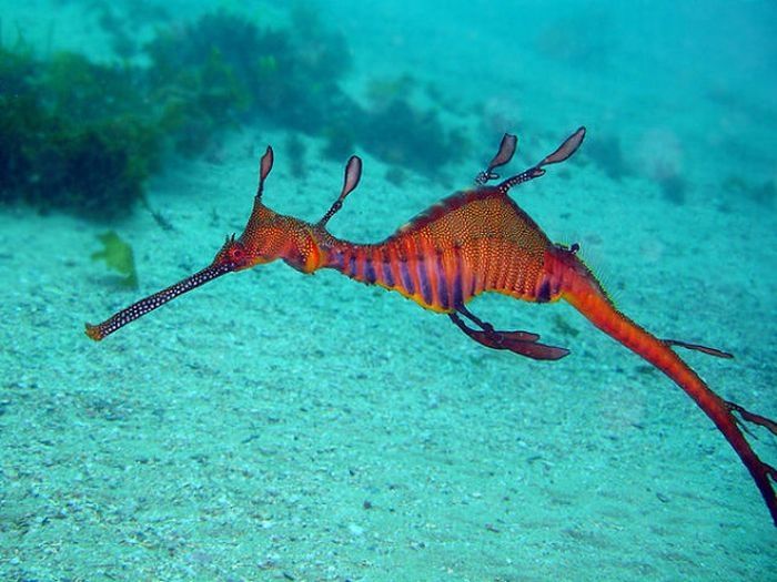 sea dragon