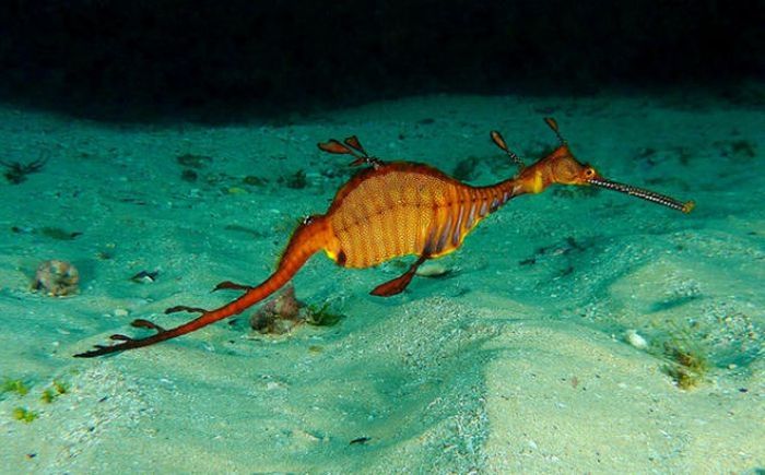 sea dragon