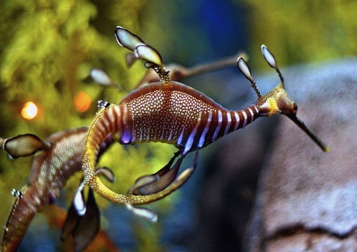 sea dragon