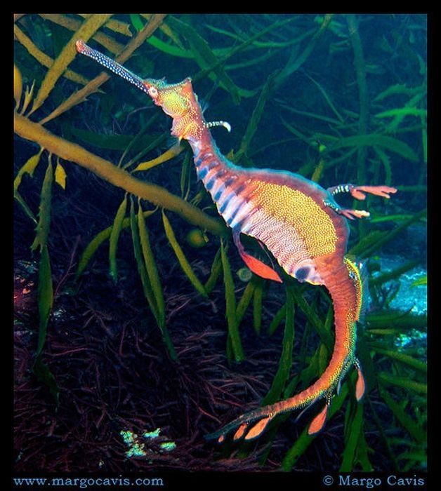 sea dragon