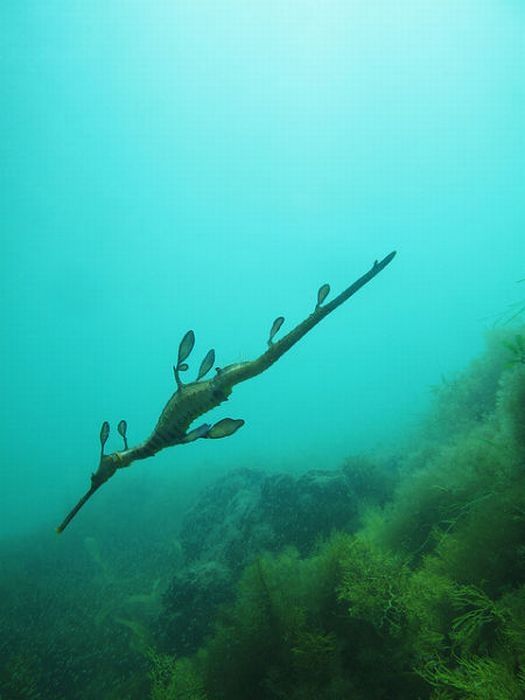 sea dragon