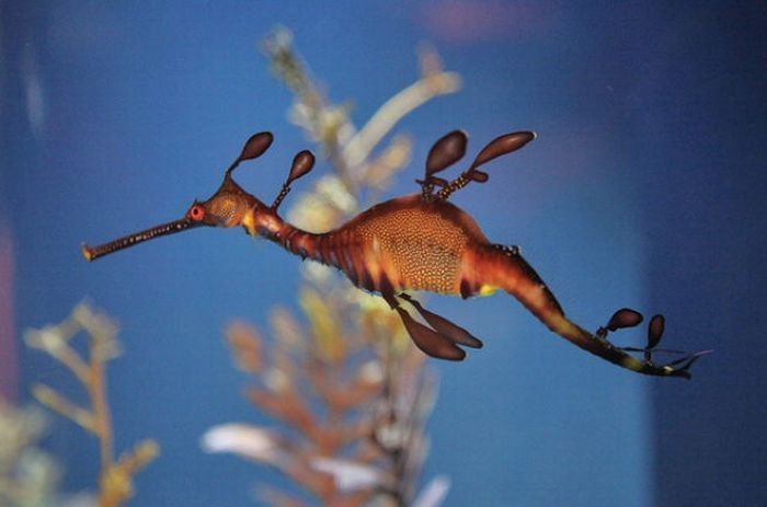 sea dragon