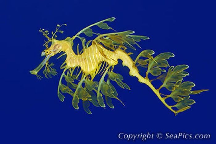 sea dragon