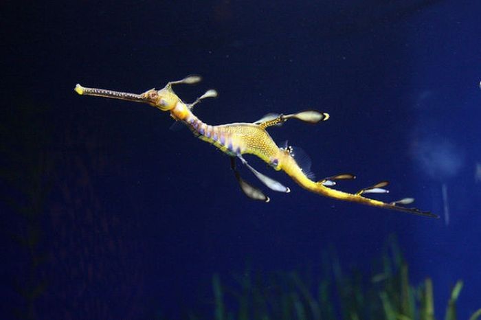 sea dragon