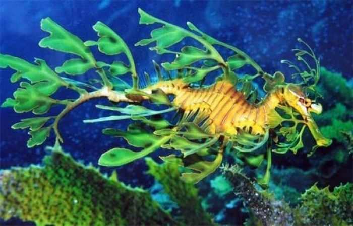 sea dragon