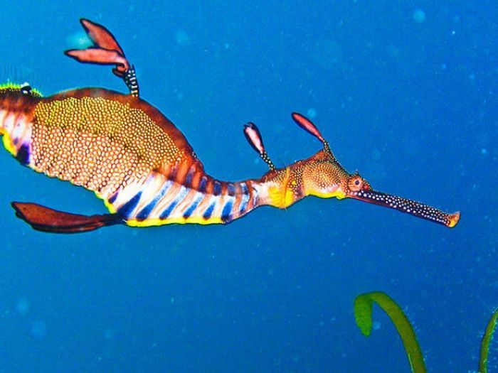 sea dragon