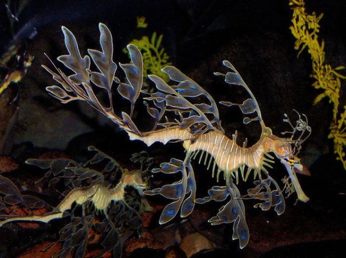 sea dragon