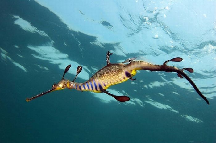 sea dragon