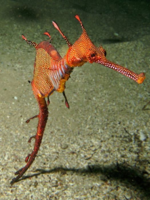 sea dragon