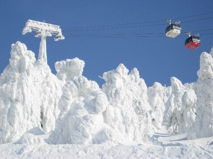 snow monsters, juhyou, frost-covered trees