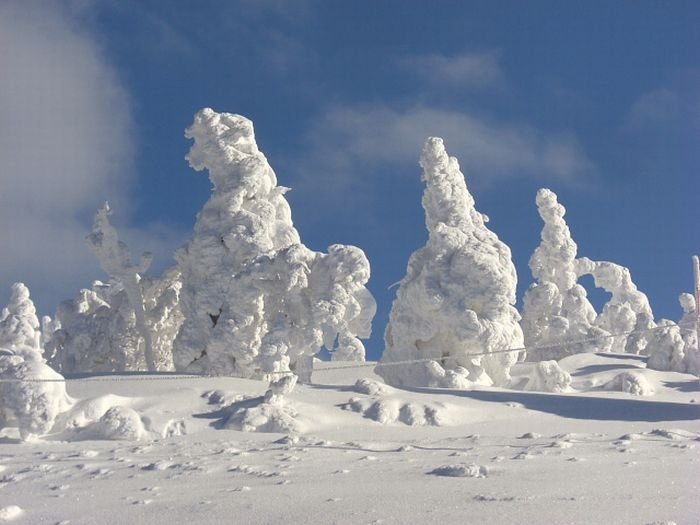 snow monsters, juhyou, frost-covered trees