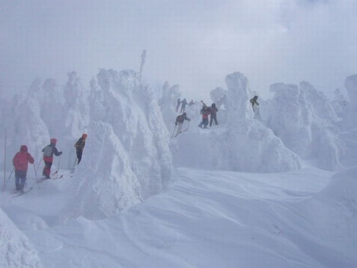 snow monsters, juhyou, frost-covered trees