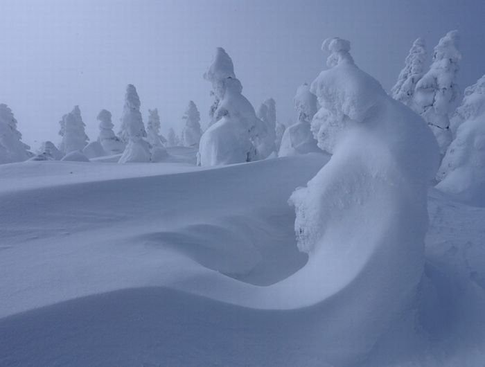 snow monsters, juhyou, frost-covered trees