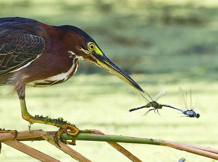 heron catches a dragonfly