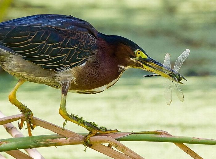 heron catches a dragonfly