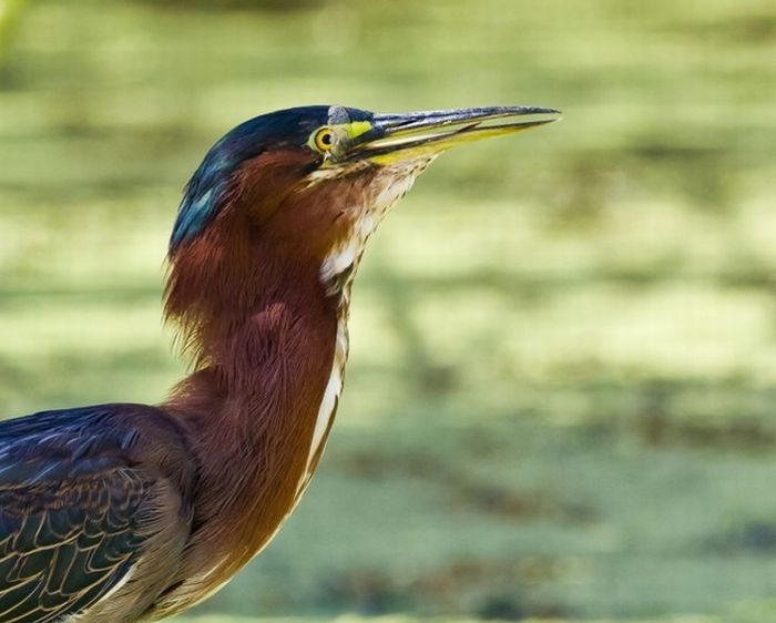 heron catches a dragonfly