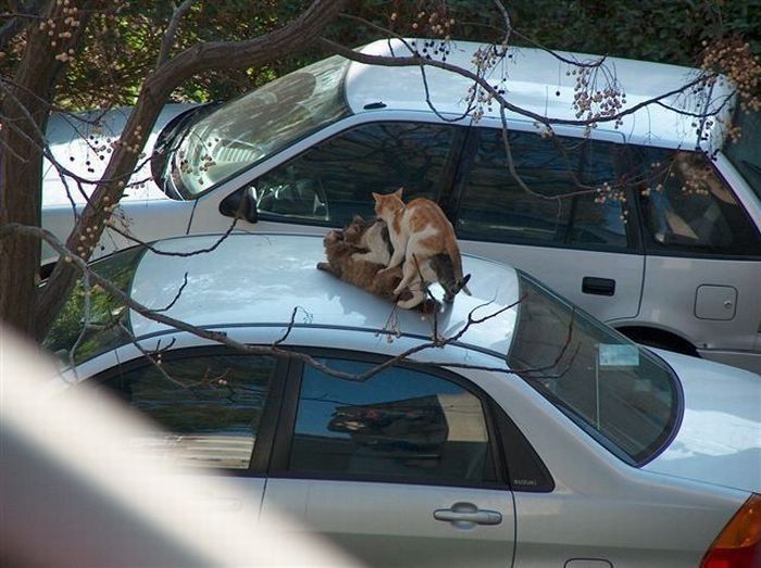 cute cat