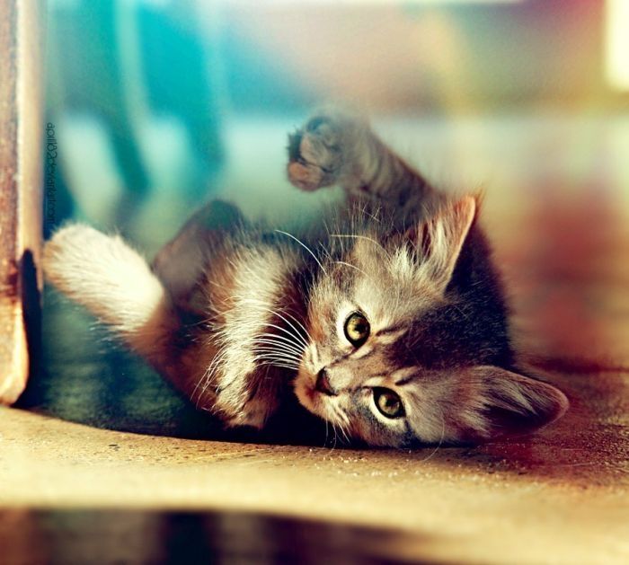 cute cat