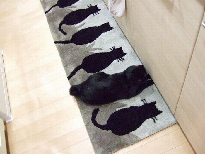 cute cat
