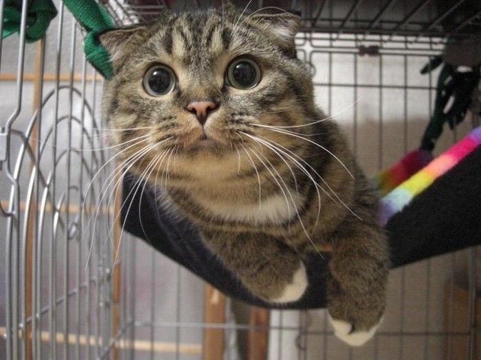 cute cat