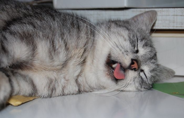 cute cat