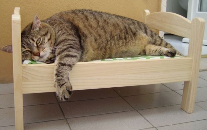 cute cat