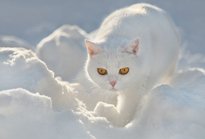cute cat