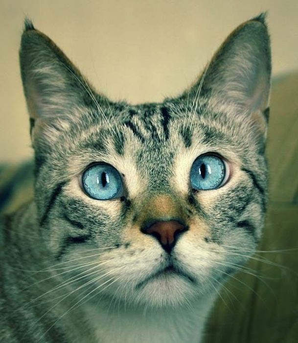 cute cat