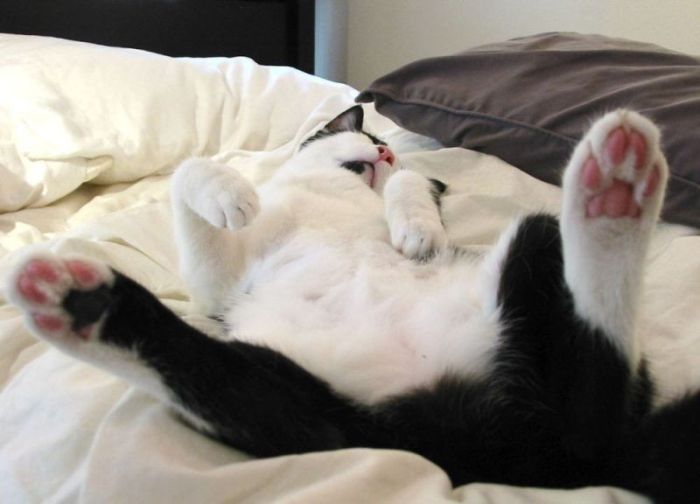 cute cat