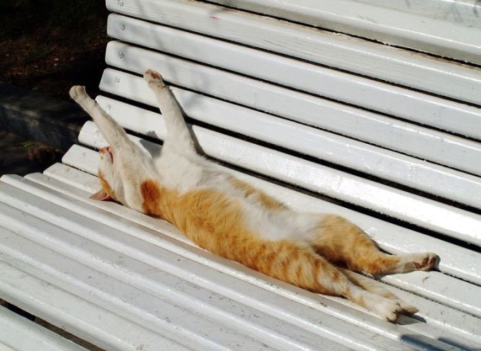 cute cat