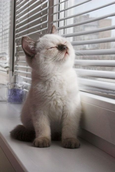 cute cat