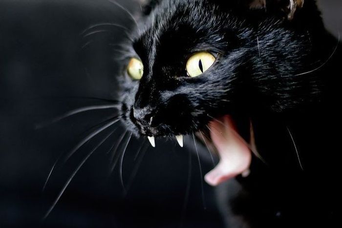 cute cat