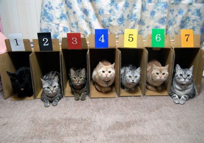 cute cat