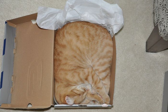 cute cat