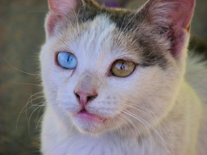 cute cat