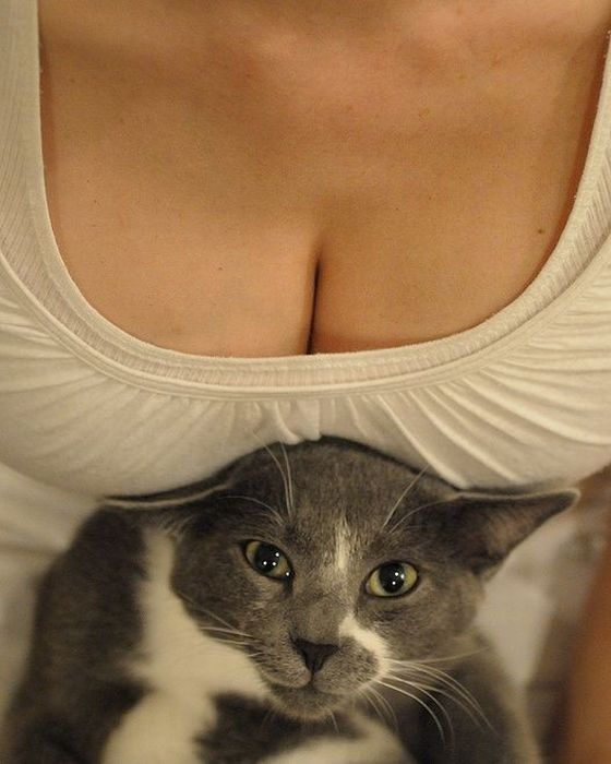 cute cat